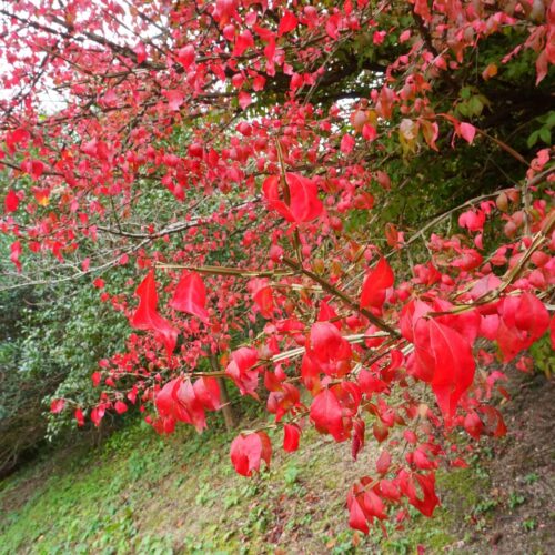 ニシキギ　錦木　にしきぎ